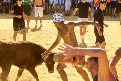 Las vaquillas tras recoger a los toros de La Saca prolongan el ambiente en el coso de San Benito.