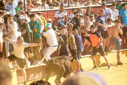Las vaquillas tras recoger a los toros de La Saca prolongan el ambiente en el coso de San Benito.