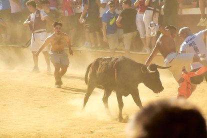 Las vaquillas tras recoger a los toros de La Saca prolongan el ambiente en el coso de San Benito.