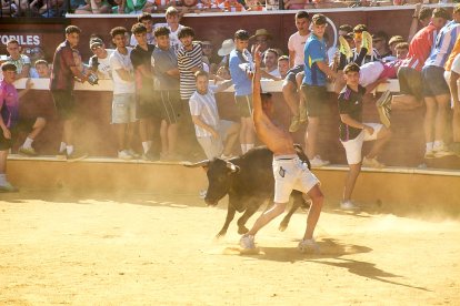 Las vaquillas tras recoger a los toros de La Saca prolongan el ambiente en el coso de San Benito.