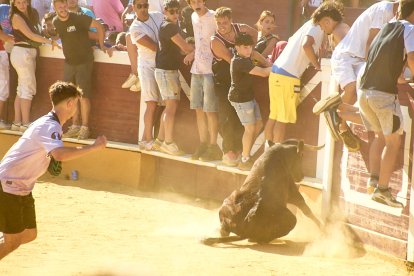 Las vaquillas tras recoger a los toros de La Saca prolongan el ambiente en el coso de San Benito.