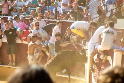 Las vaquillas tras recoger a los toros de La Saca prolongan el ambiente en el coso de San Benito.
