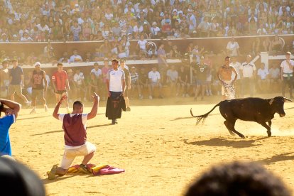 Las vaquillas tras recoger a los toros de La Saca prolongan el ambiente en el coso de San Benito.