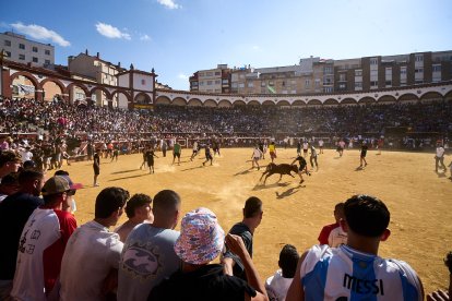 Las vaquillas tras recoger a los toros de La Saca prolongan el ambiente en el coso de San Benito.