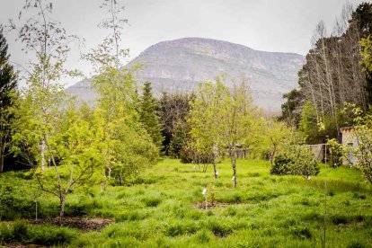 Un espacio con una riqueza forestal fascinante