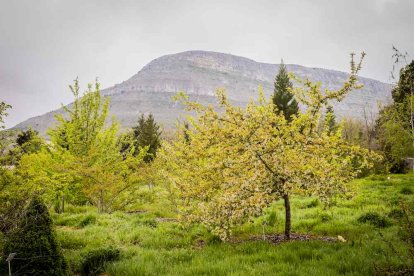 Un espacio con una riqueza forestal fascinante