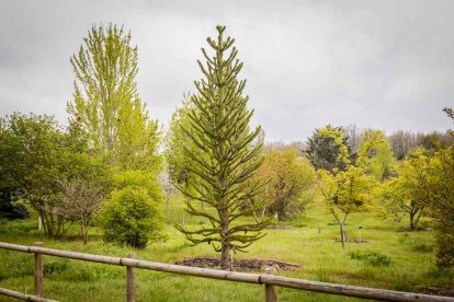 Un espacio con una riqueza forestal fascinante