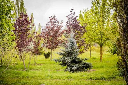 Un espacio con una riqueza forestal fascinante