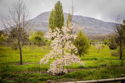 Un espacio con una riqueza forestal fascinante