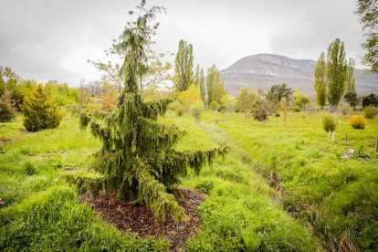 Un espacio con una riqueza forestal fascinante