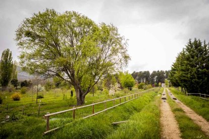 Un espacio con una riqueza forestal fascinante