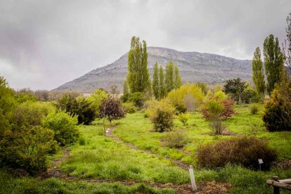Un espacio con una riqueza forestal fascinante