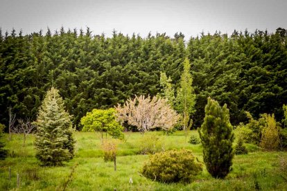 Un espacio con una riqueza forestal fascinante