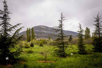 Un espacio con una riqueza forestal fascinante