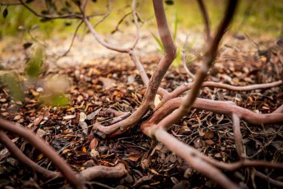 Un espacio con una riqueza forestal fascinante