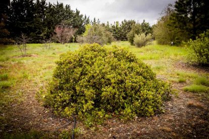 Un espacio con una riqueza forestal fascinante