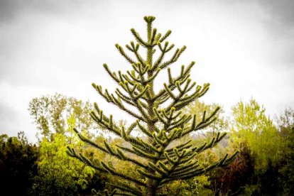 Un espacio con una riqueza forestal fascinante
