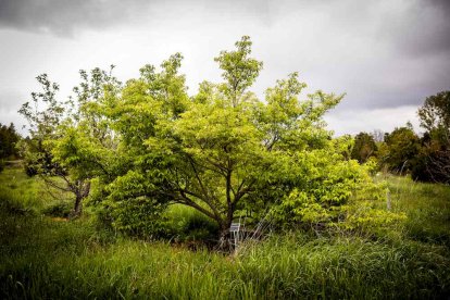 Un espacio con una riqueza forestal fascinante