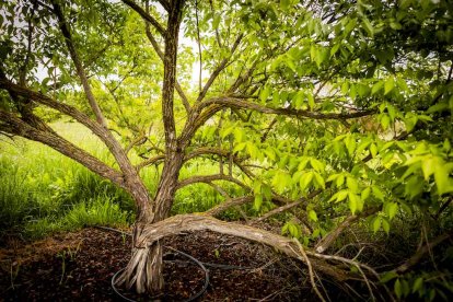 Un espacio con una riqueza forestal fascinante
