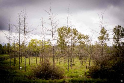 Un espacio con una riqueza forestal fascinante
