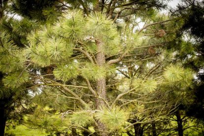 Un espacio con una riqueza forestal fascinante