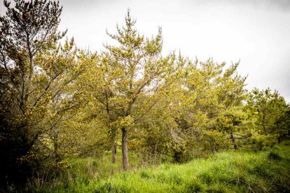Un espacio con una riqueza forestal fascinante