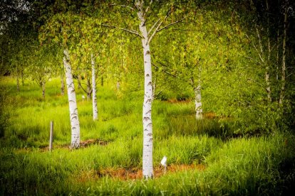 Un espacio con una riqueza forestal fascinante