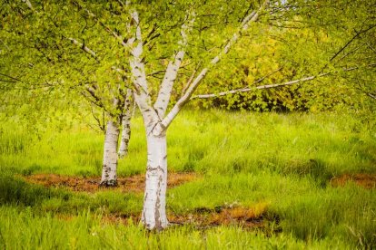 Un espacio con una riqueza forestal fascinante