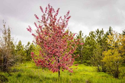 Un espacio con una riqueza forestal fascinante