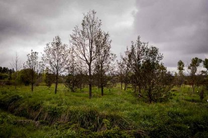 Un espacio con una riqueza forestal fascinante