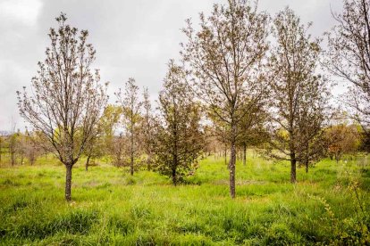 Un espacio con una riqueza forestal fascinante