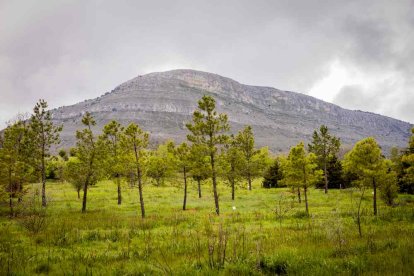 Un espacio con una riqueza forestal fascinante