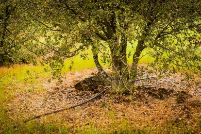 Un espacio con una riqueza forestal fascinante