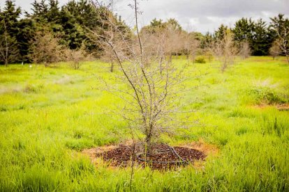 Un espacio con una riqueza forestal fascinante
