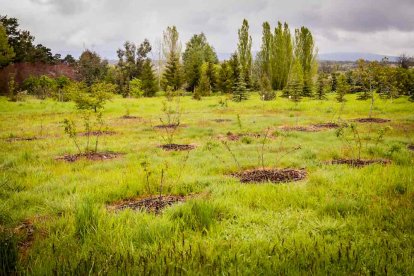 Un espacio con una riqueza forestal fascinante