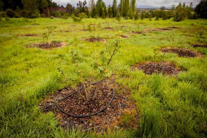 Un espacio con una riqueza forestal fascinante