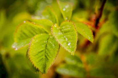 Un espacio con una riqueza forestal fascinante