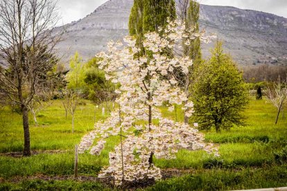 Un espacio con una riqueza forestal fascinante