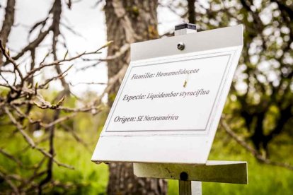 Un espacio con una riqueza forestal fascinante
