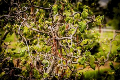 Un espacio con una riqueza forestal fascinante