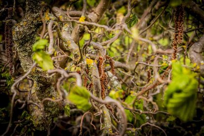 Un espacio con una riqueza forestal fascinante