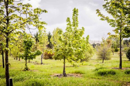 Un espacio con una riqueza forestal fascinante