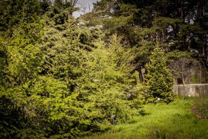 Un espacio con una riqueza forestal fascinante