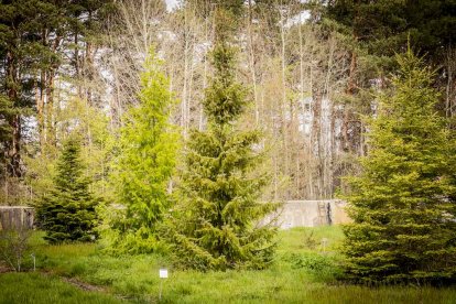 Un espacio con una riqueza forestal fascinante