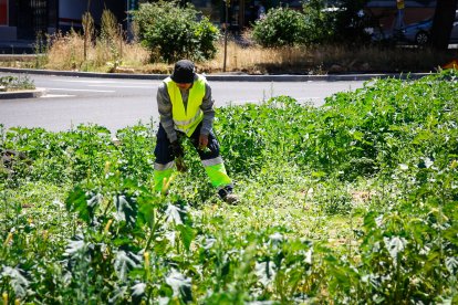 Operario trabajando en una rotonda con plantas venenosas este jueves 17 de julio.