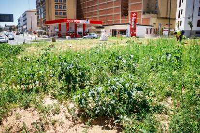 La planta venenosa que se ha adueñado del centro de la capital.