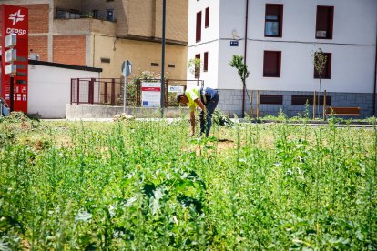 La planta venenosa que se ha adueñado del centro de la capital.