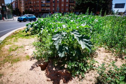 La planta venenosa que se ha adueñado del centro de la capital.