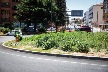 La planta venenosa que se ha adueñado del centro de la capital.