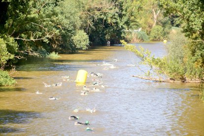 Almazán acoge el Campeonato de España de Duatlón y Triatlón Gravel.